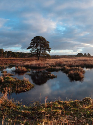 New Forest Landscapes : Duck Hole
